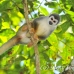 monkey_squirrel_common_la_h_1167_ecu3287.jpg